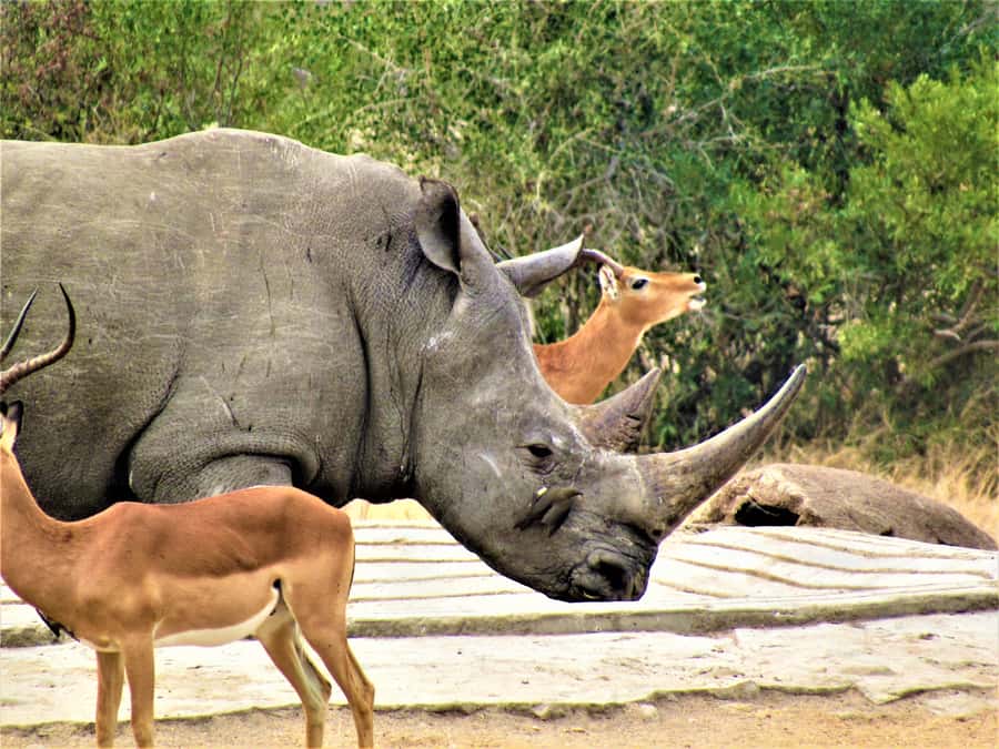 Kruger National Park Afternoon Safari - What the five-hour drive can show you