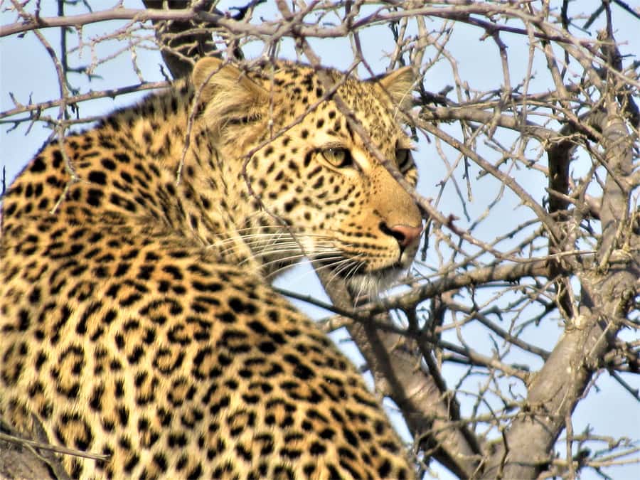 Kruger National Park Afternoon Safari - Birds, trees, and the smaller details