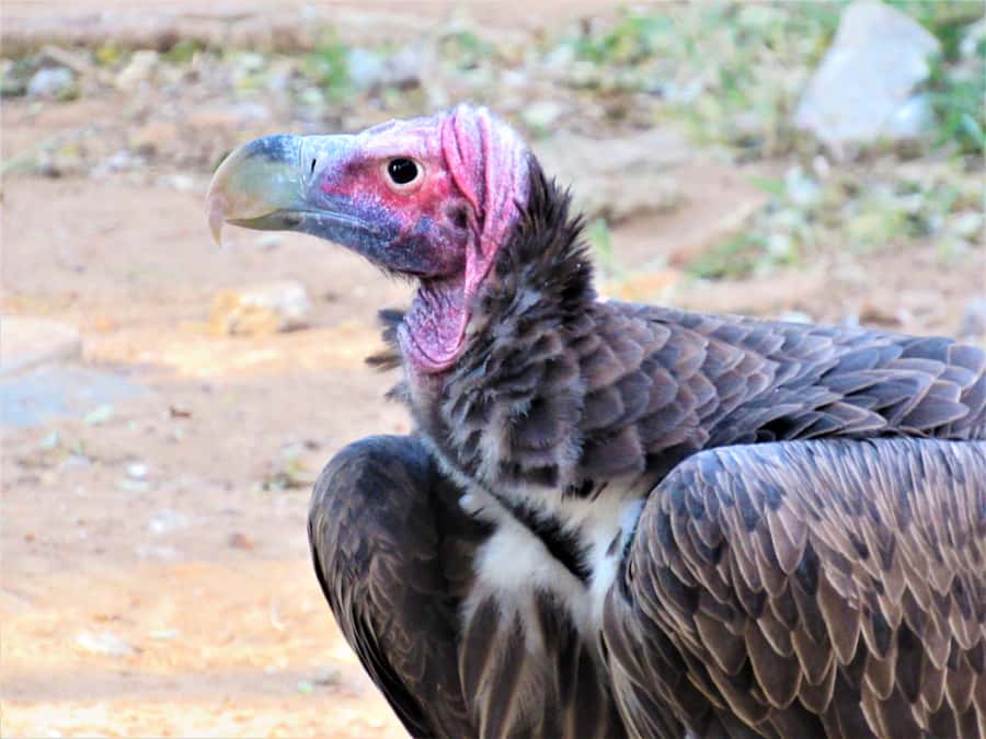 Kruger National Park Afternoon Safari - Guide quality and group size