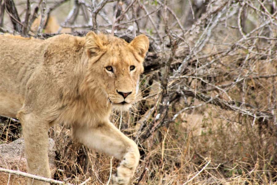 Kruger National Park Afternoon Safari - Who should book this safari?