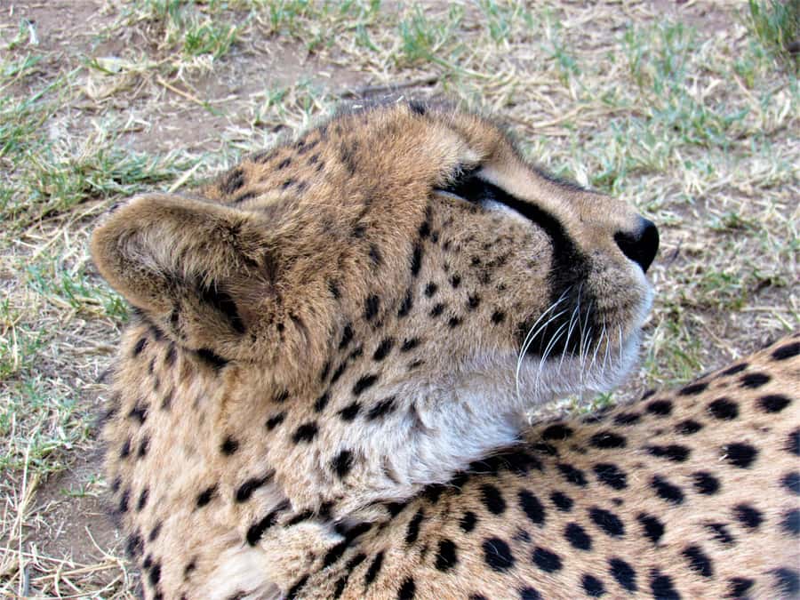 Kruger National Park Afternoon Safari - Pickup from Hazyview and the ride into Kruger