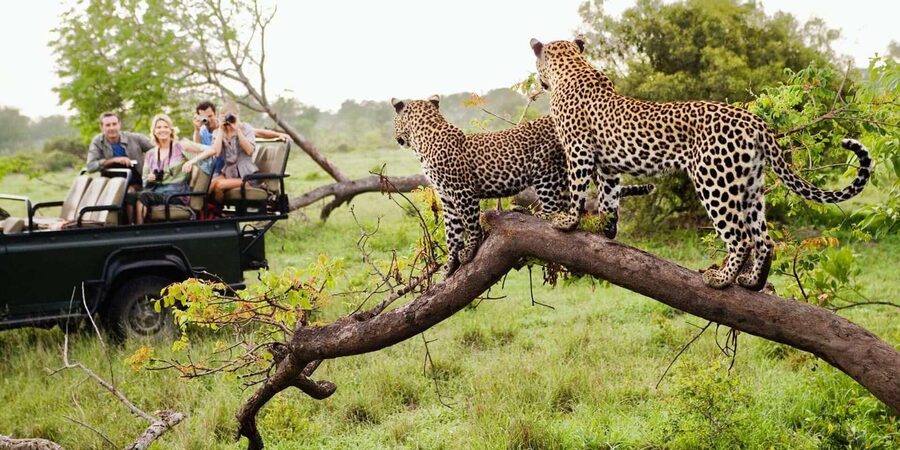 Kruger National Park & Blyde River Canyon 4 Day Safari - Should you book the Kruger and Blyde River Canyon tour?