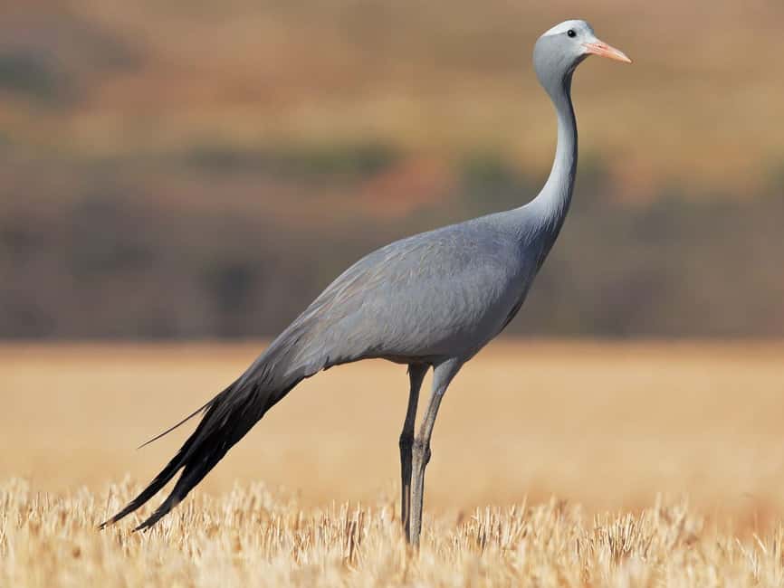 Kruger National Park & Blyde River Canyon 4 Day Safari - Comfort, meals, languages, and practical planning