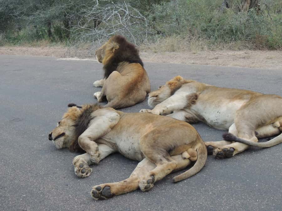 Kruger National Park: Full-Day Game Drive with Pickup - Key points to know before booking