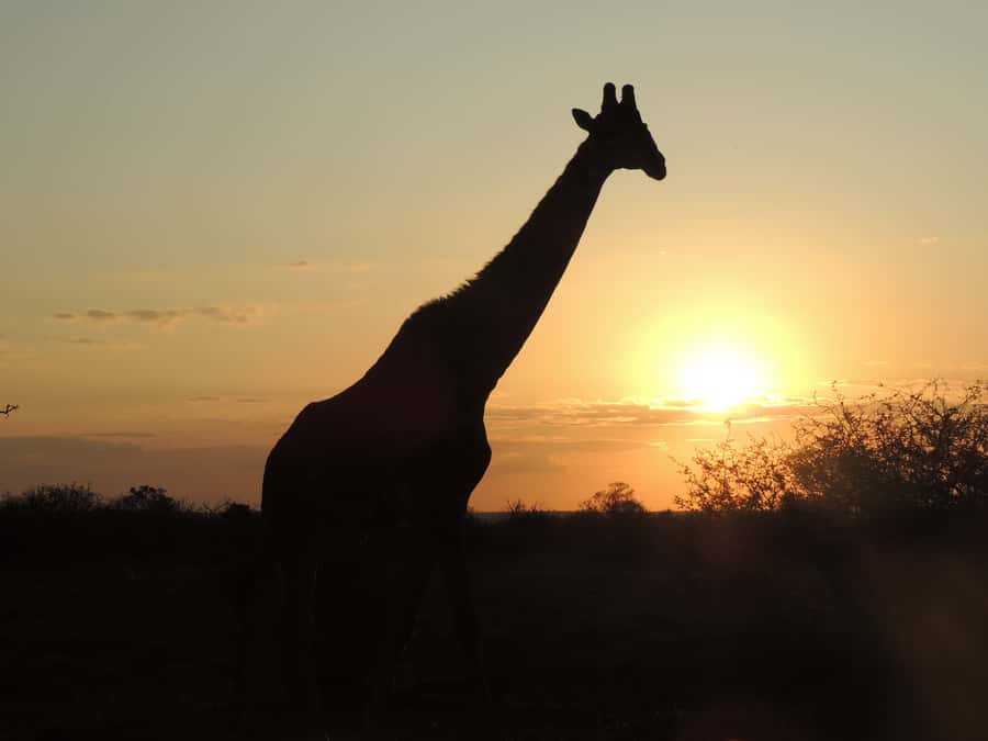 Kruger National Park: Full-Day Game Drive with Pickup - An early start from your hotel or Kruger gate