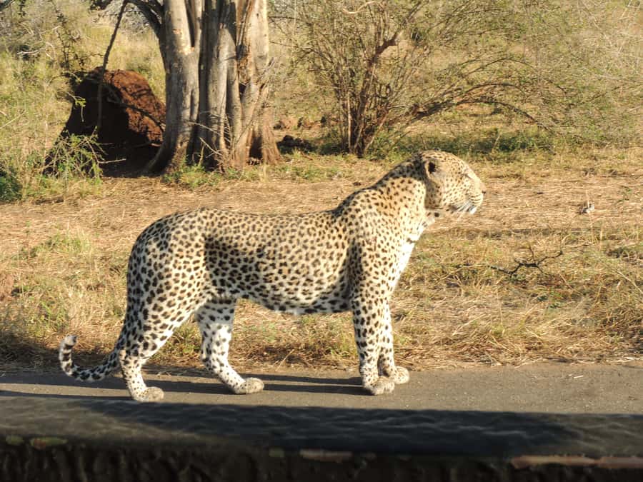 Kruger National Park: Full-Day Game Drive with Pickup - The Big Five: exciting targets, uncertain results