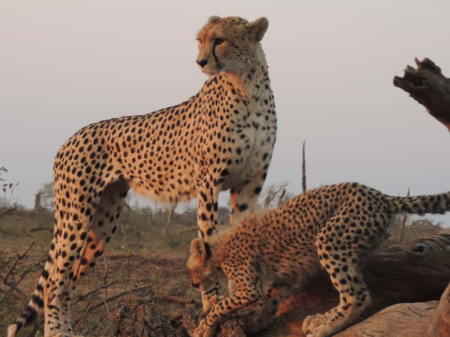 Kruger National Park: Full-Day Game Drive with Pickup - How the full day unfolds