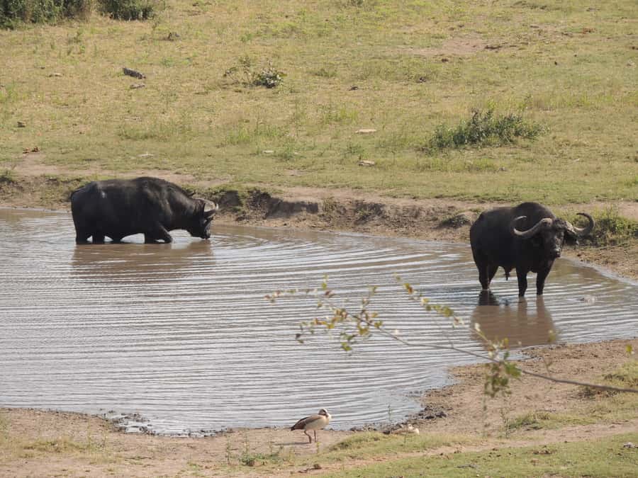 Kruger National Park: Full-Day Game Drive with Pickup - The guides are the main reason to choose this safari