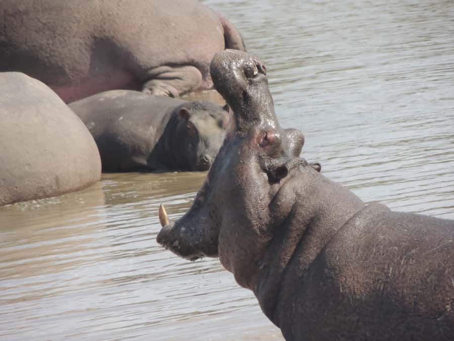 Kruger National Park: Full-Day Game Drive with Pickup - Comfort, access, and who should book