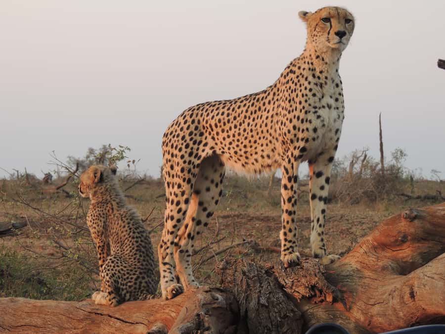 Kruger National Park: Full-Day Game Drive with Pickup - Should you book this Kruger game drive?