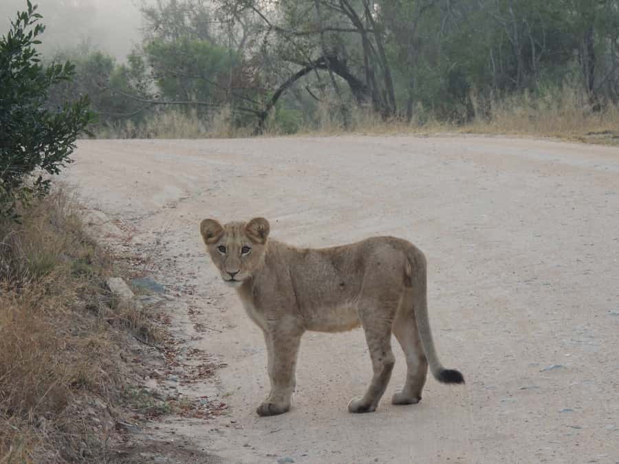 Kruger National Park: Full-Day Game Drive with Pickup - Following Kruger roads where animals appear