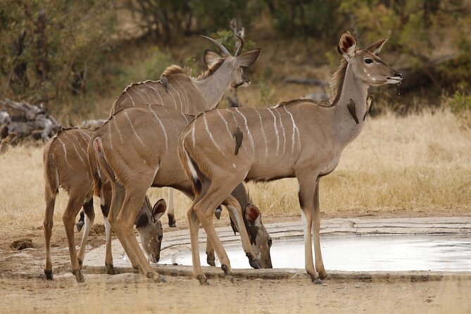 Kruger National Park Full Day Private safari - Chasing the Big Five and the less famous animals