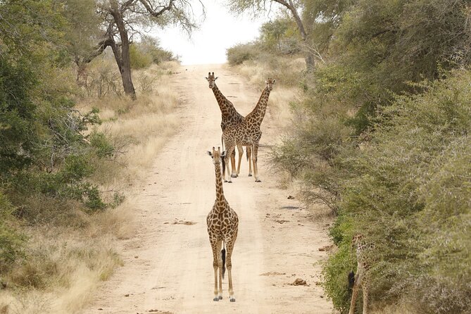 Kruger National Park Full Day Private safari - Why the private format suits families and photographers