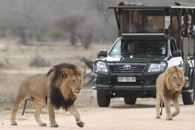 Kruger National Park Full Day Private safari - Timing, comfort, and what to bring