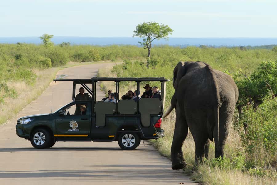 Kruger National Park: Full-Day Private Safari With Pickup - Why an early Kruger start matters