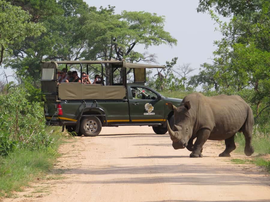 Kruger National Park: Full-Day Private Safari With Pickup - Pickup from Hazyview and Kruger gates