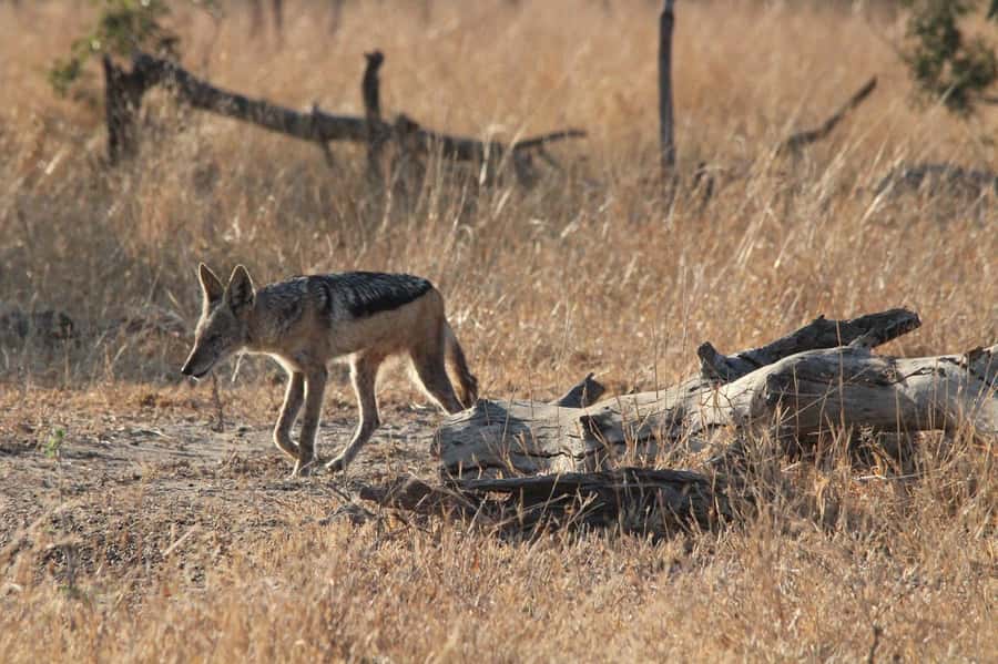 Kruger National Park Full-Day Safari - Should you book the Kruger National Park Full-Day Safari?
