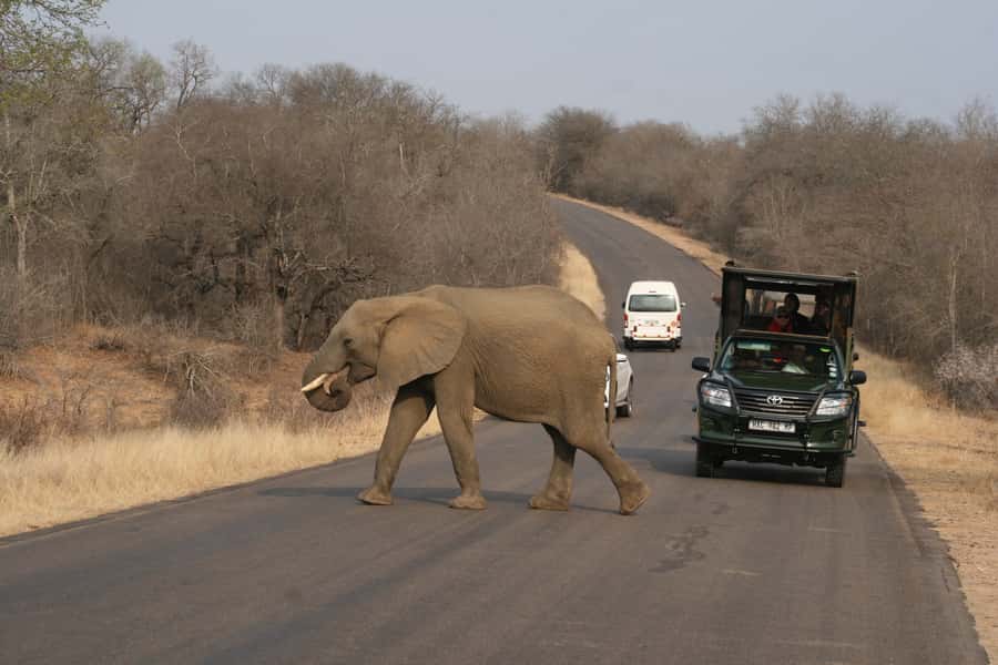 Kruger National Park Full-Day Safari - Starting from Hazyview and reaching the park early