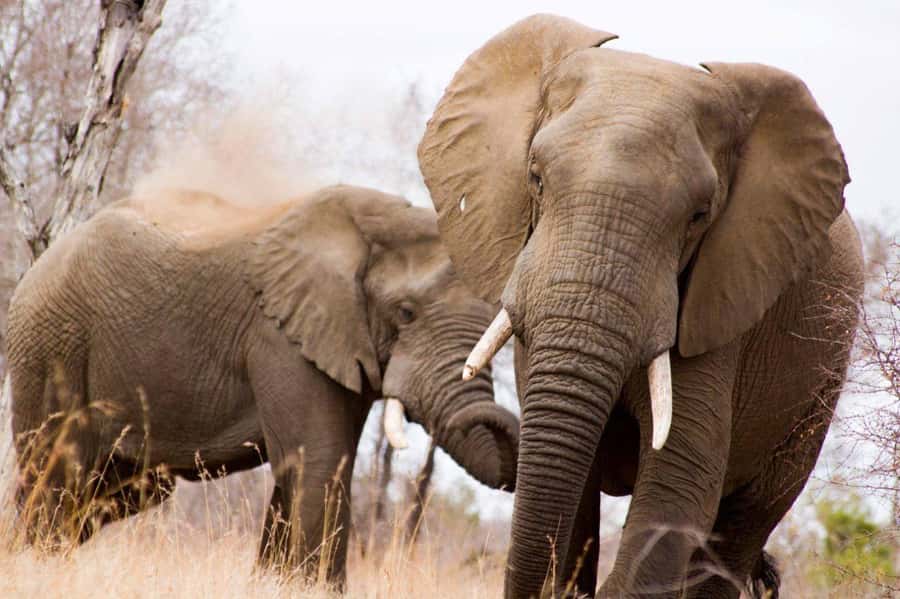 Kruger National Park Full-Day Safari - Choosing the closed, air-conditioned vehicle