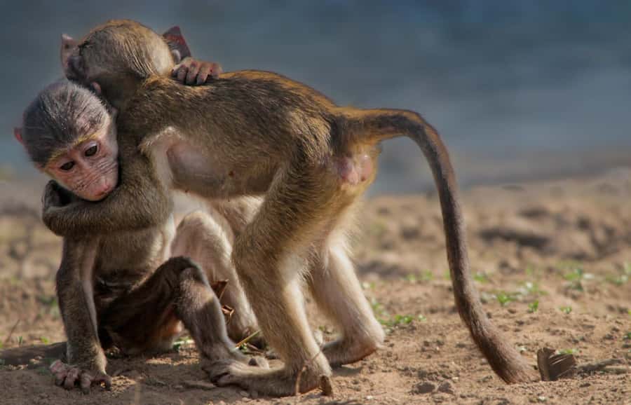 Kruger National Park Full-Day Safari - What the guide adds to the day