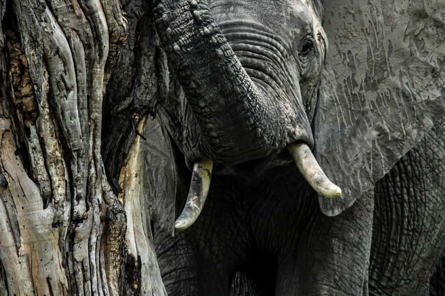 Kruger National Park Full-Day Safari - Afternoon drives, birds, and smaller wildlife