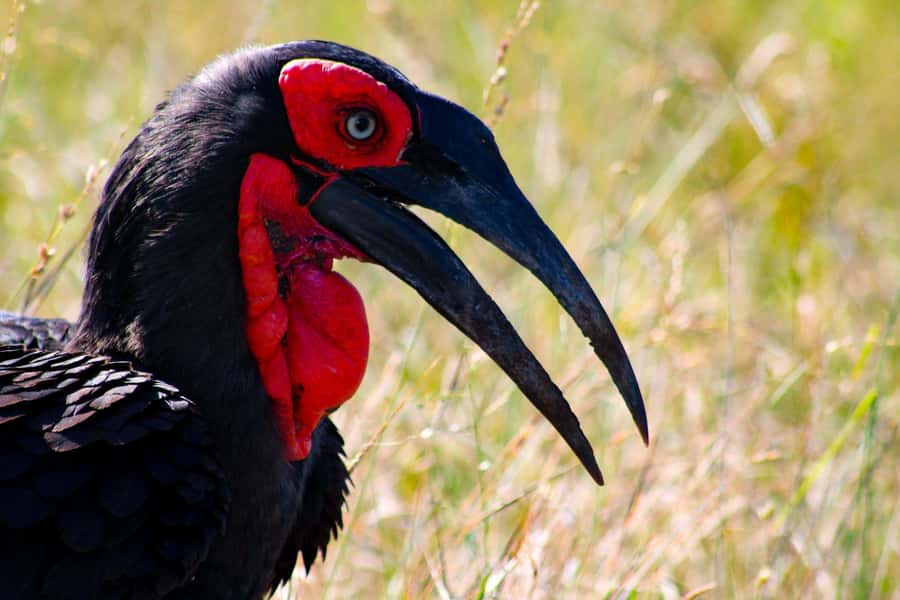 Kruger National Park Full-Day Safari - How the $130 price works for you