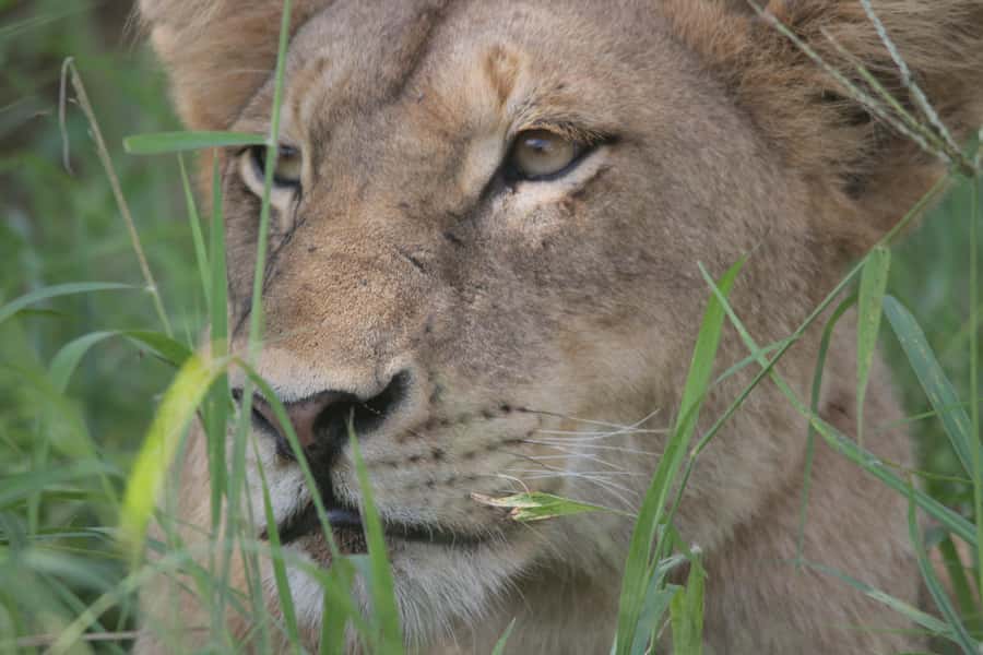 Kruger National Park Full-Day Safari - Who should book this full-day Kruger outing