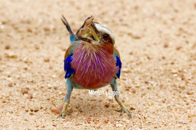 Kruger National Park Full-Day Safari from Hazyview - Why the guide can make or break the safari