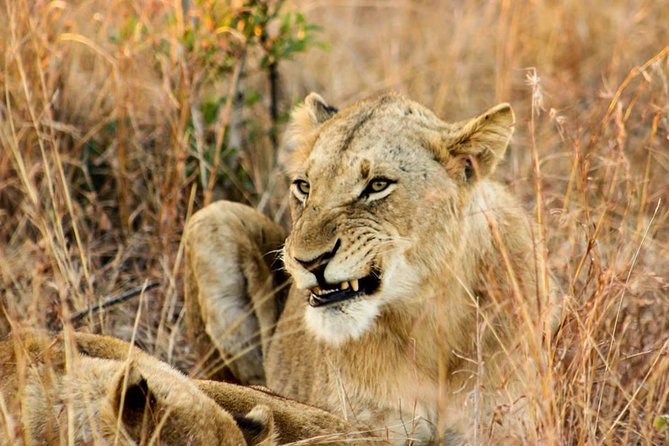 Kruger National Park Full-Day Safari from Hazyview - The limits of a one-day Kruger safari