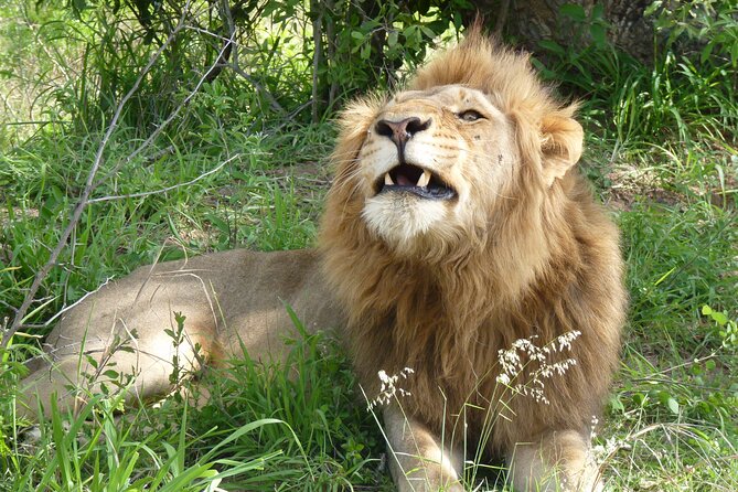 Kruger National Park Full-Day Safari from Hazyview - Morning sightings reward patience