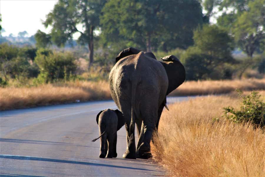 Kruger National Park Full-Day Safari - The open vehicle is the heart of the safari