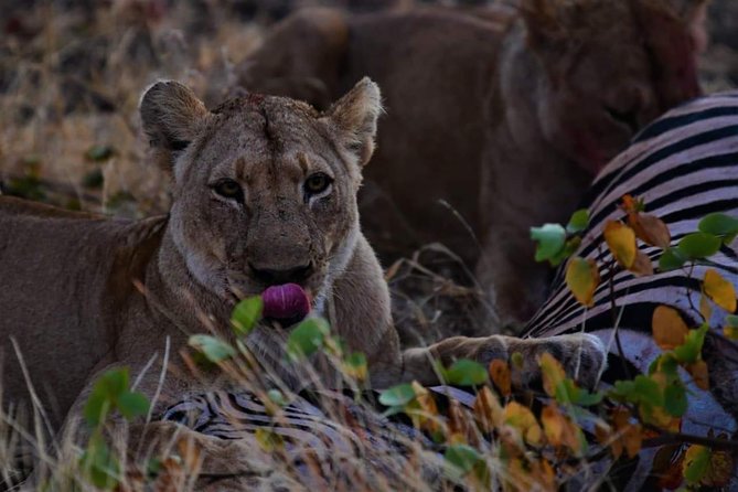 Kruger National Park Full Day Tour Minimum 2people - Eight hours searching Kruger National Park