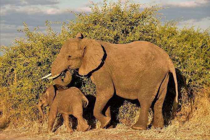 Kruger National Park Full Day Tour Minimum 2people - What makes the wildlife viewing rewarding