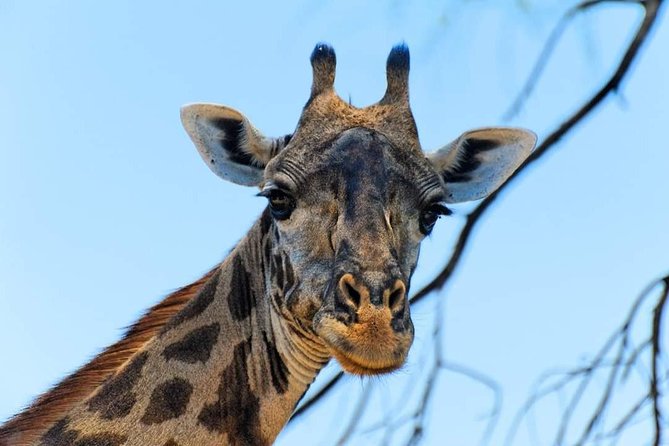 Kruger National Park Full Day Tour Minimum 2people - Breakfast and lunch at Skukuza