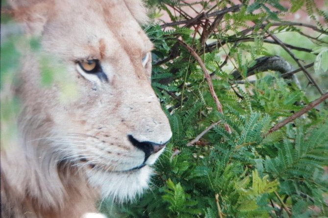 Kruger National Park Full Day Tour Minimum 2people - Weather, cancellation, and planning details