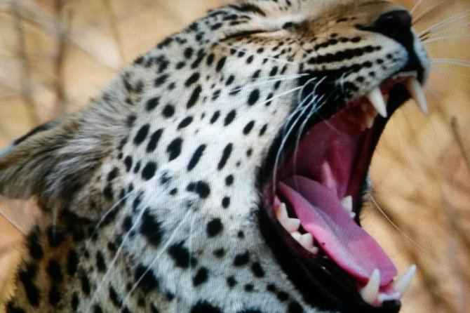 Kruger National Park Full Day Tour Minimum 2people - The guide can make or break the day