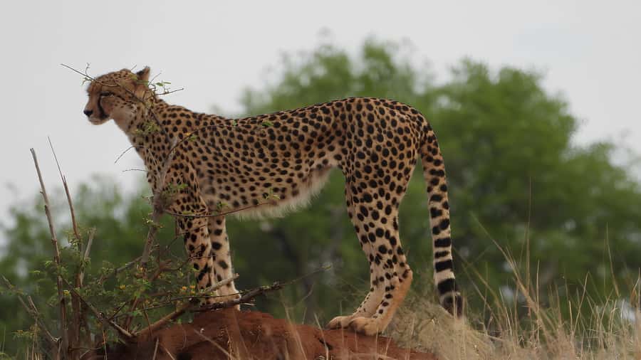 Kruger National Park Game Drive (Half-Day PM) - Key points before you book
