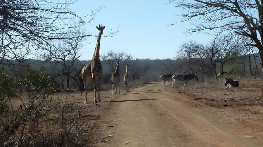Kruger National Park Game Drive (Half-Day PM) - Searching for the Big Five and smaller creatures