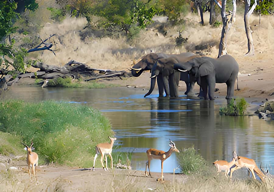 Kruger National Park Game Drive (Half-Day PM) - What the guide adds to the drive