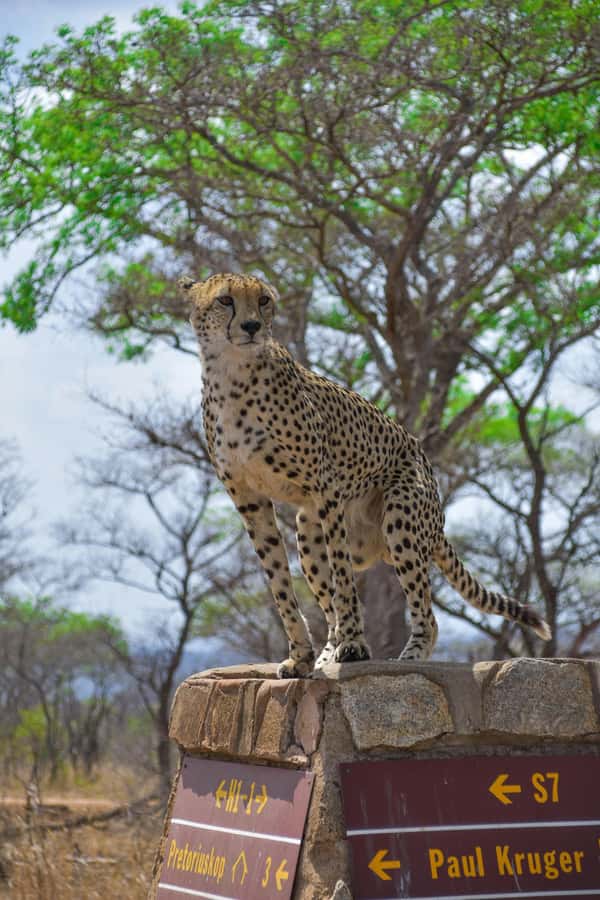 Kruger National Park half day - Key points at a glance