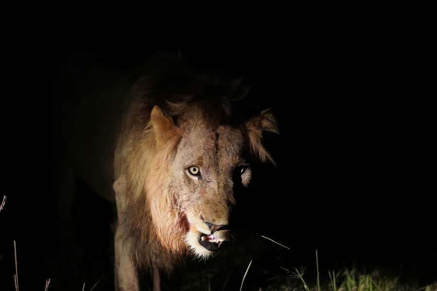 Kruger National Park half day - Who should book this Kruger outing?