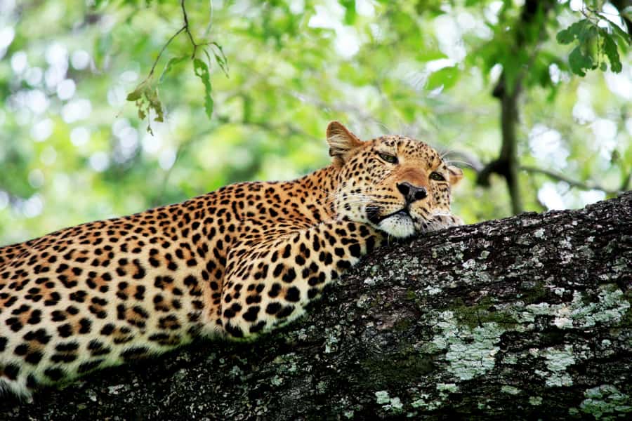 Kruger National Park half day - An early start from Hazyview
