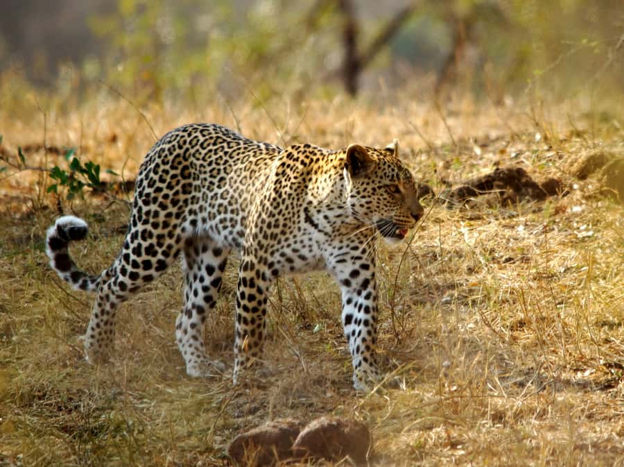 Kruger National Park half day - Leaving the main routes in search of rarer animals
