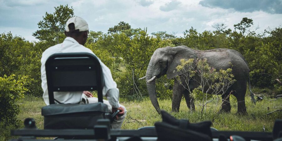 Kruger National Park half day - The guide makes or breaks a short safari