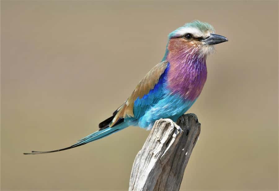 Kruger National Park half day - Is $44 good value?