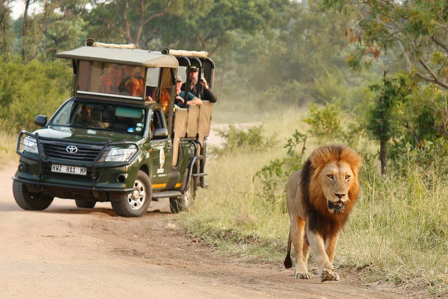 Kruger National Park: Morning Safari - Key points to know before booking