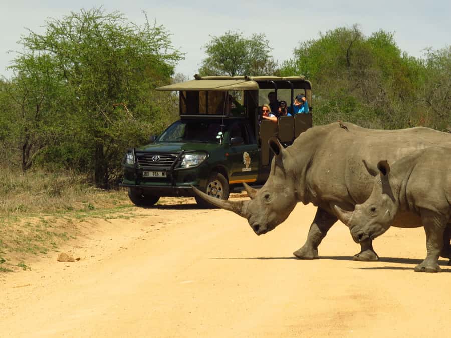 Kruger National Park: Morning Safari - Six hours of searching, not a wildlife conveyor belt