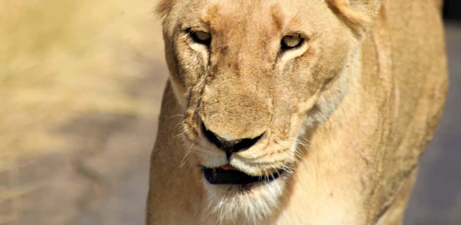 Kruger National Park Morning Safari - Kruger’s human past, if time allows
