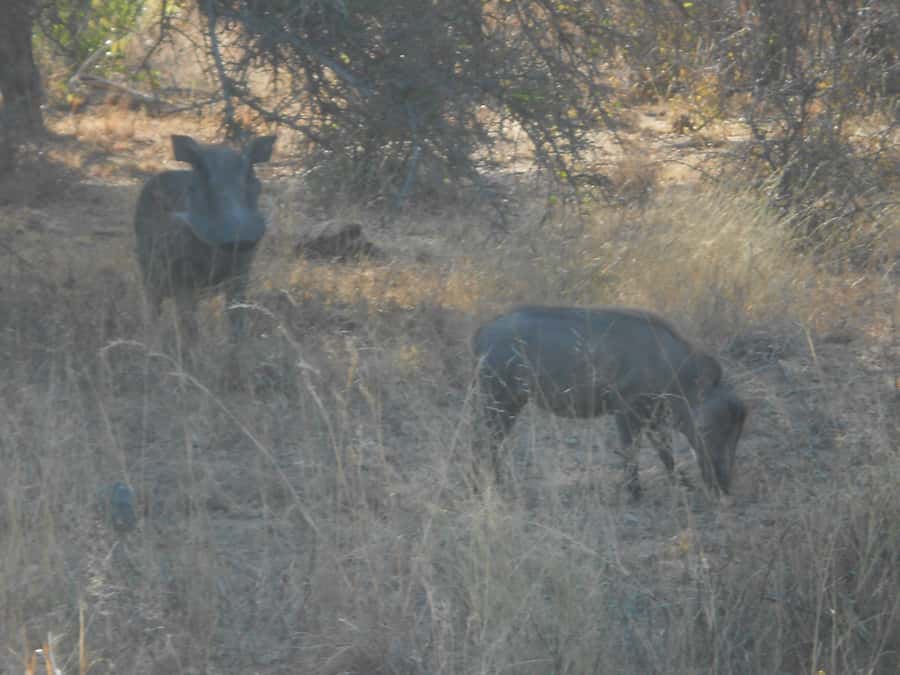 Kruger National Park Morning Safari - Who will get the most from this morning safari?