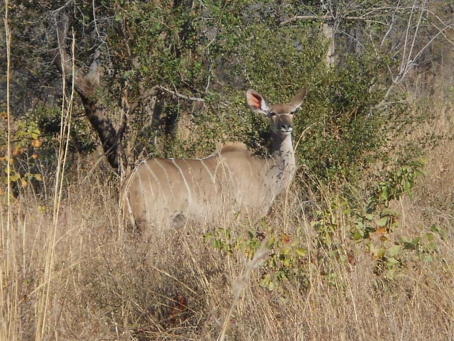 Kruger National Park Morning Safari - Practical tips for a better seven hours